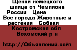 Щенки немецкого шпица от Чемпиона России › Цена ­ 50 000 - Все города Животные и растения » Собаки   . Костромская обл.,Вохомский р-н